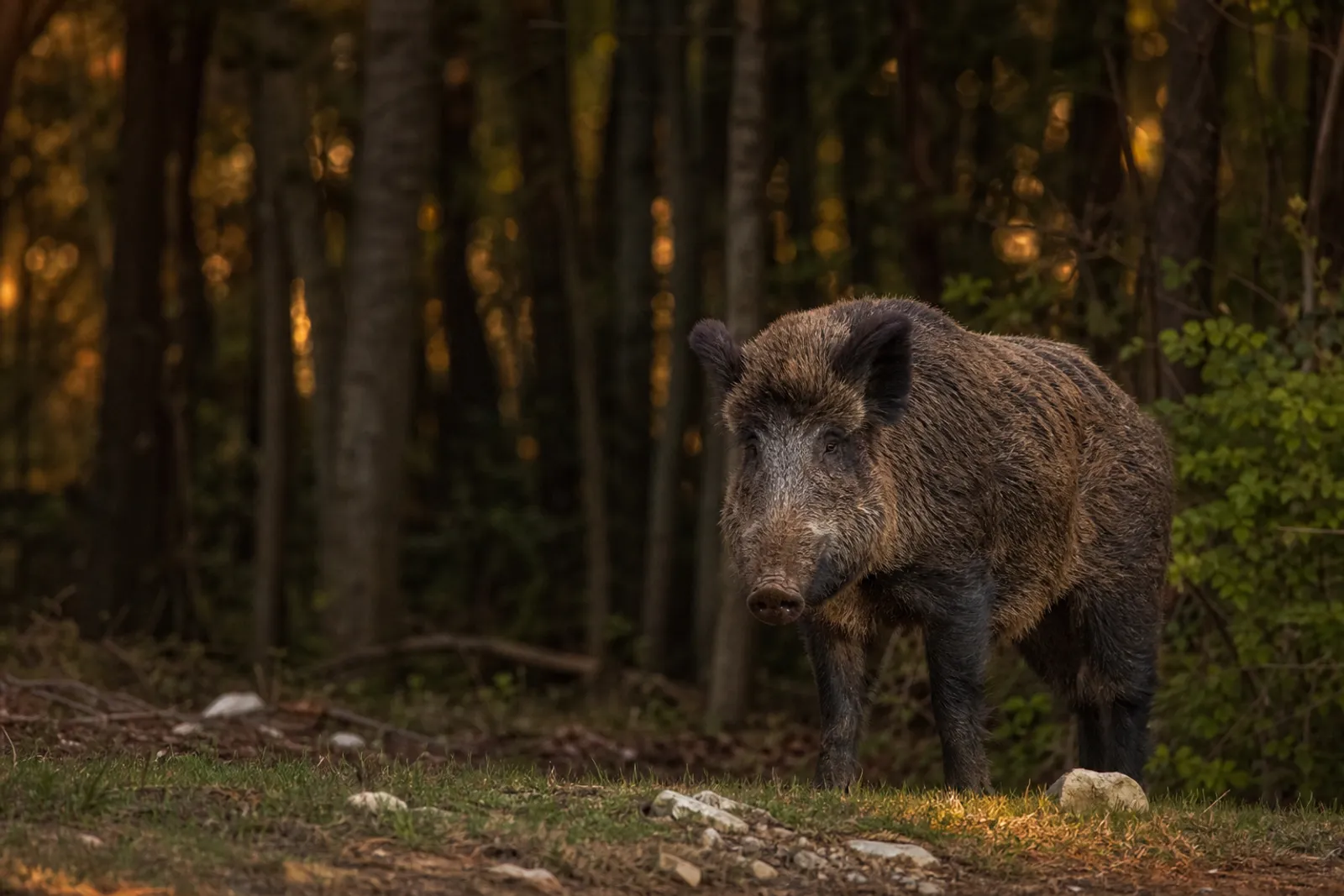 Un sanglier sauvage observé de loin à la lisière d'une forêt, dans une lumière de fin de journée.