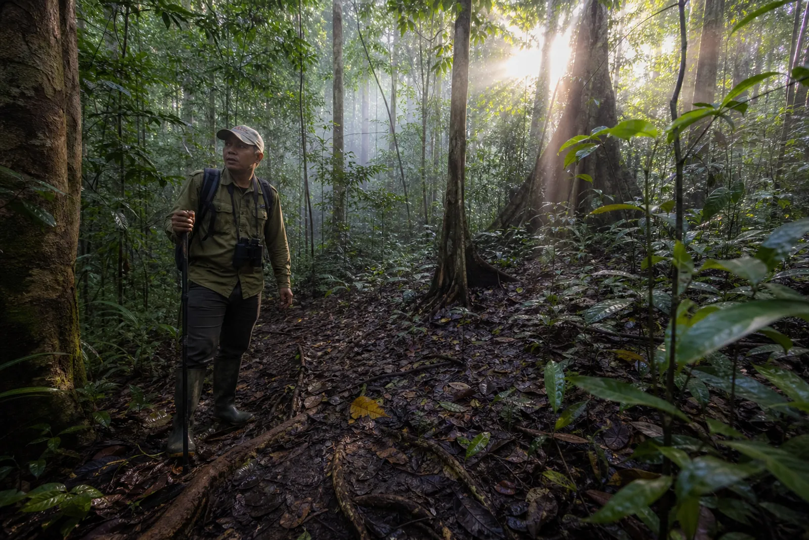 Une forêt tropicale dense de Sumatra au lever du jour, avec un guide naturaliste sur un sentier et une ambiance de faune sauvage discrète.